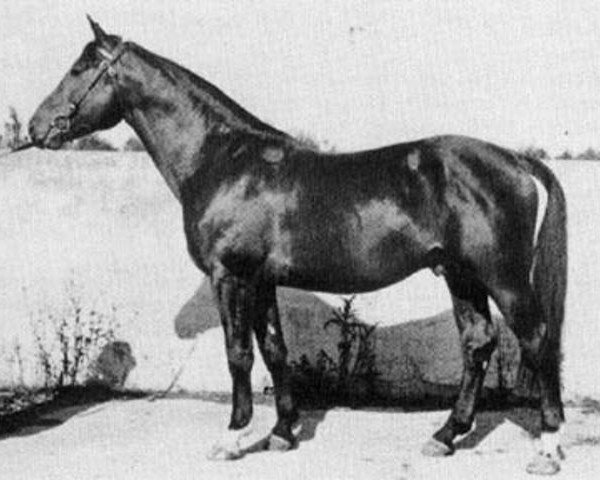 stallion Oberon DH 167 (Danish Warmblood, 1957, from Varolio)