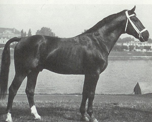 Deckhengst Goldfalk (Hannoveraner, 1943, von Goldfisch II)