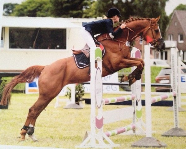 jumper Qantas 4 (Polish Warmblood, 2006, from Caretino K)