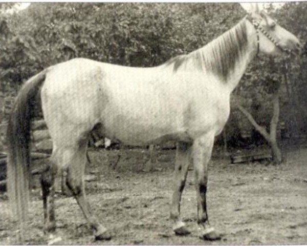 broodmare Rozka ox (Arabian purebred, 1945, from Kuhaylan Ajouz I ox)