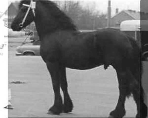 stallion Ferdinand 252 (Friese, 1972, from Tsjalling 235)
