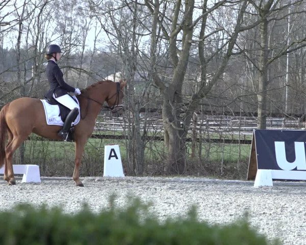 Reitturnier Elmlohe 2022