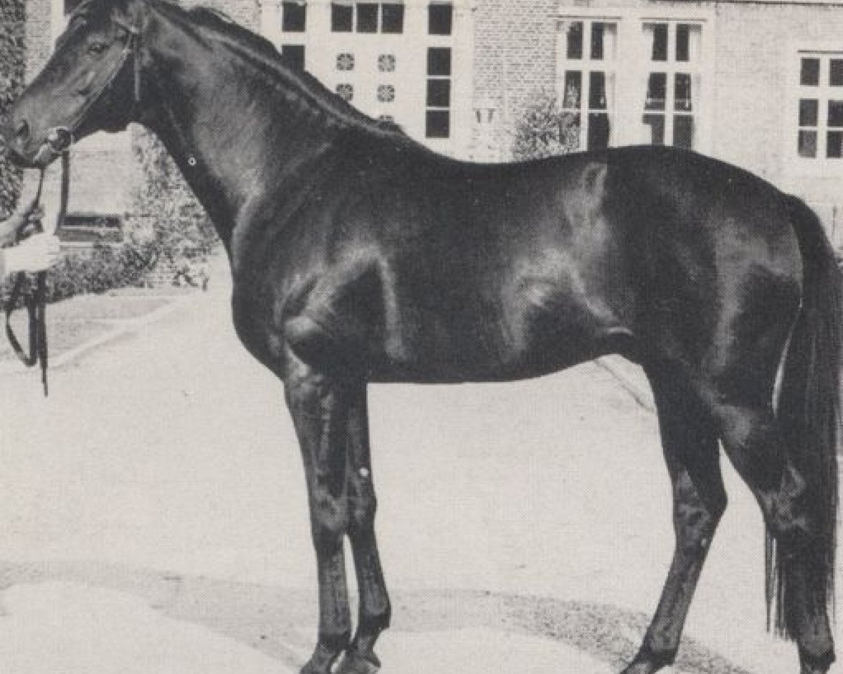 Deckhengst Parenzo xx (Englisches Vollblut, 1966, von Pfalzteufel xx)