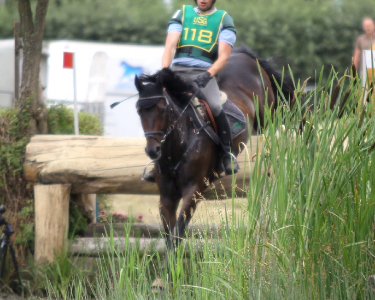 jumper Layout 18 (German Warmblood, 2003, from Rosenkoenig)