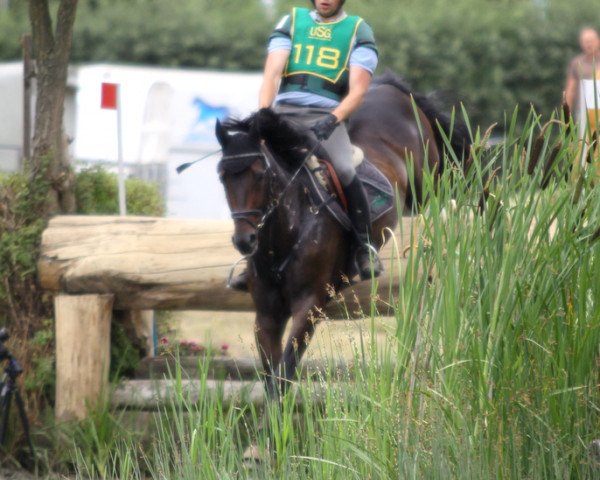 jumper Layout 18 (German Warmblood, 2003, from Rosenkoenig)