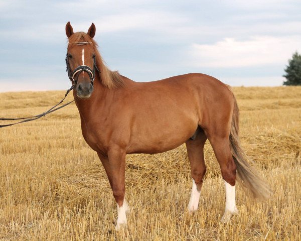 dressage horse Elin's Bon Ami (German Riding Pony, 2012, from Baccarat)