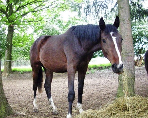 broodmare Concetta (Westphalian, 2011, from Contini)