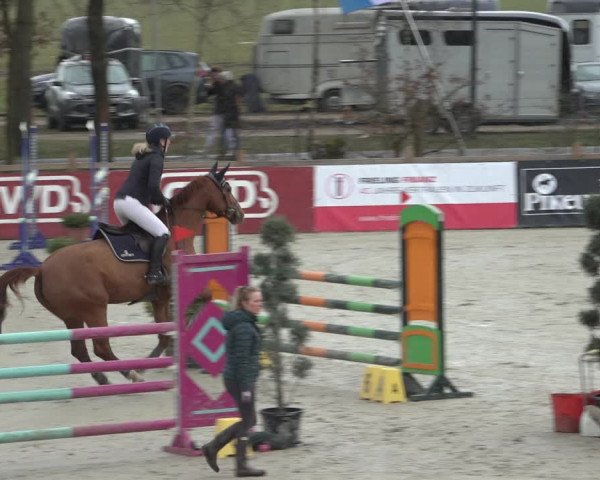 Reitturnier Westergellersen 2022