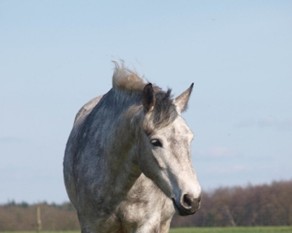 broodmare Cassandra (Connemara Pony, 2004, from Patty's Benedict)