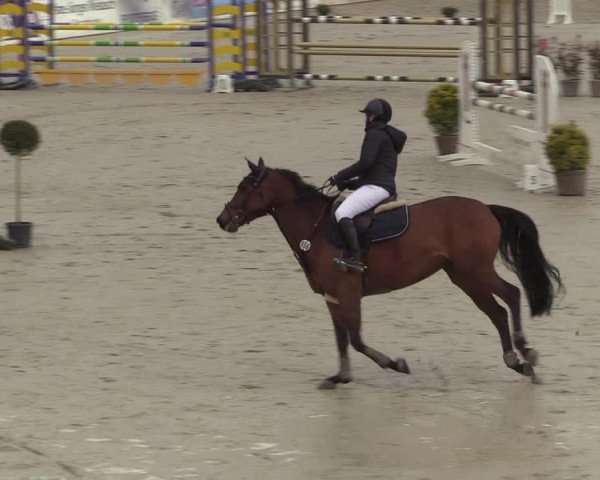 Reitturnier Westergellersen 2022
