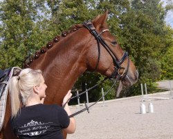 broodmare Samba du Soleil (Hanoverian, 2012, from Spörcken)