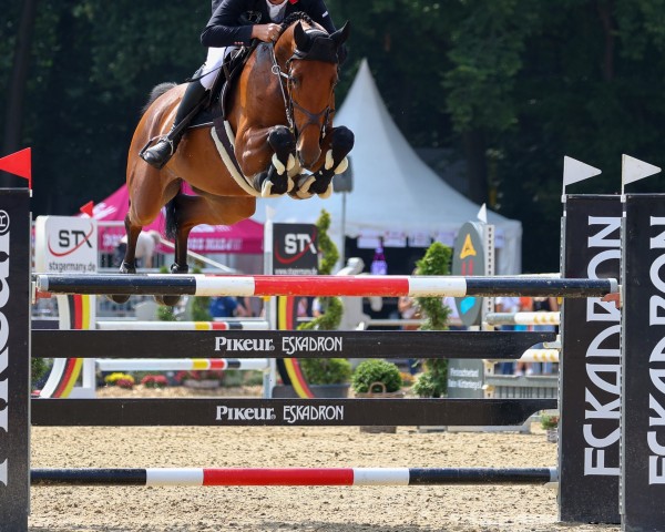 jumper Caethe 7 (Westphalian, 2015, from Check In 2)