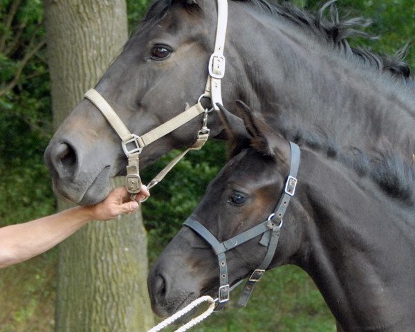 Pferd Sunny Boy (Westfale, 2012, von Sunday)