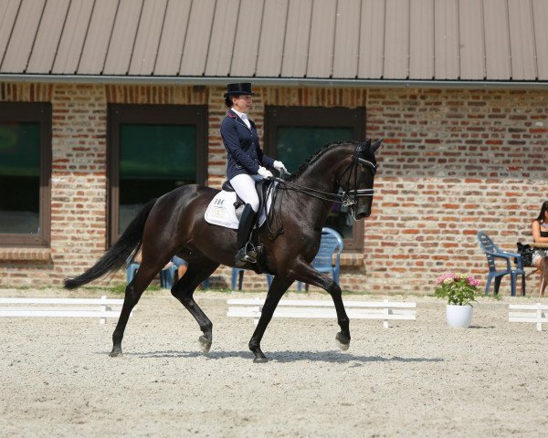 horse Daywalker (Westphalian, 2007, from Daddy Cool)