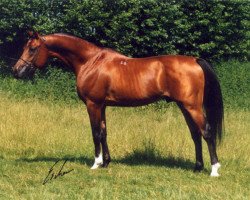 stallion Kosmonaut ox (Arabian purebred, 1986, from Naftalin 1977 ox)