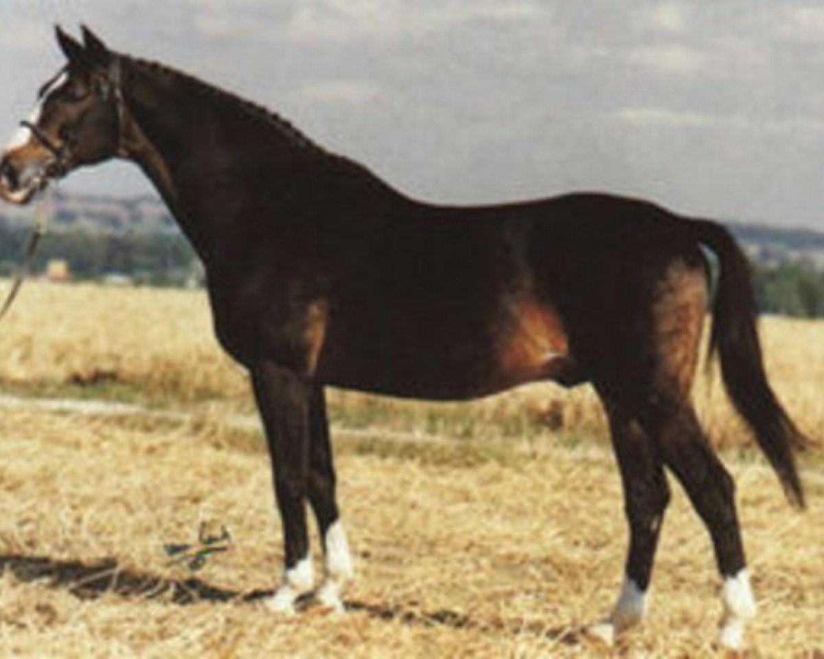 stallion Ceylon (Swedish Warmblood, 1966, from Jovial)