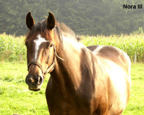 broodmare Nora III (Holsteiner, 1998, from Acobat II)