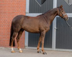 dressage horse Blind Date 51 (Oldenburg, 2013, from Bordeaux 28)