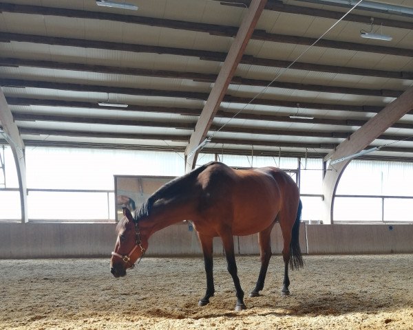dressage horse Amarena 36 (Württemberger, 2007, from Alassio's Boy)