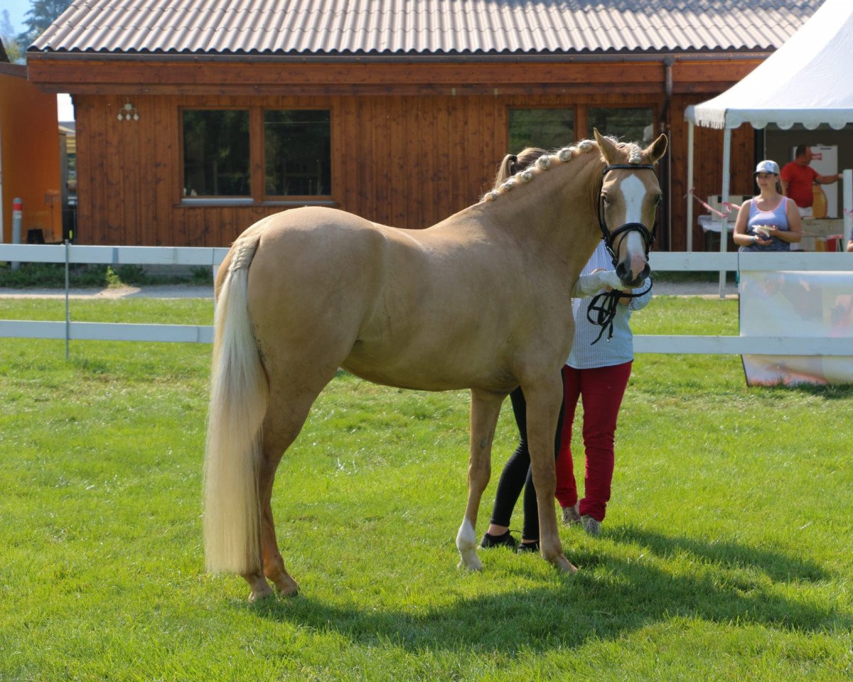 broodmare De Luxe Edition K (German Riding Pony, 2015, from Dimension AT NRW)