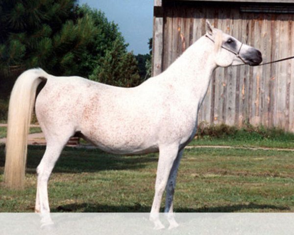 broodmare Ansata Malika EAO (Arabian purebred, 1985, from Jamil ox)