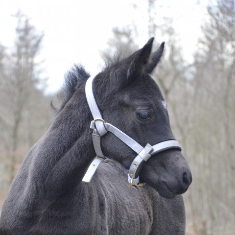 horse Bajala (Westphalian, 2021, from Bohemian)