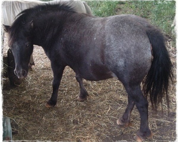 broodmare Isetta vom Buchberg (Dt.Part-bred Shetland pony, 2002, from Mc Doedel)