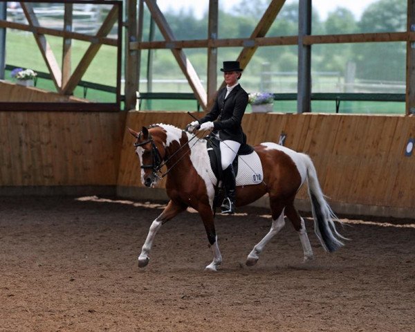 dressage horse Amanda 256 (Lewitzer, 2001, from Agnus Dei)