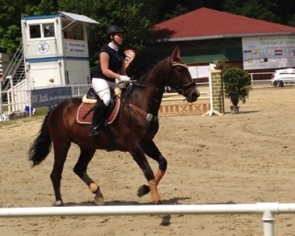 Springpferd Loona 21 (Tschechisches Warmblut, 1997)