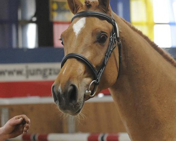 broodmare Aroonia (Holsteiner, 2008, from Cartani 4)