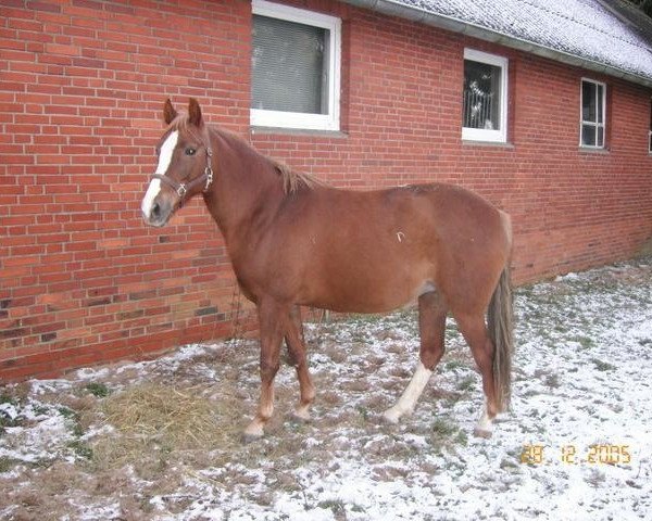 Zuchtstute Pia (Westfale, 1997, von Playback)