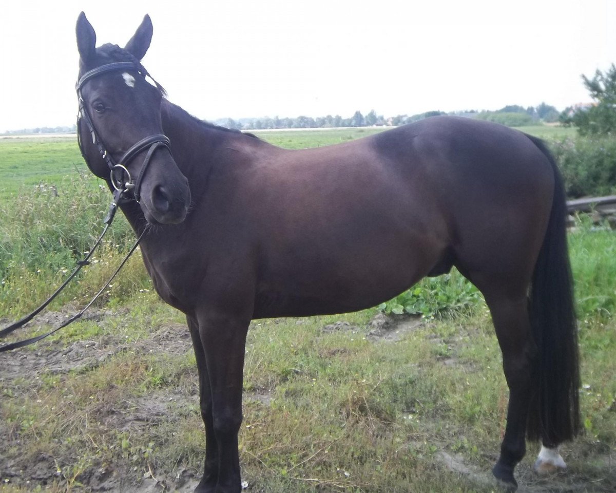 horse Nemo (German Riding Pony,  , from Namao)