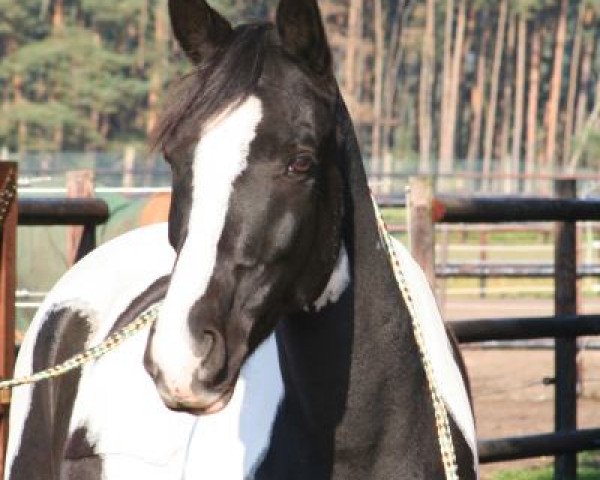 dressage horse Nabucco 81 (German Riding Pony, 2002, from Namao)