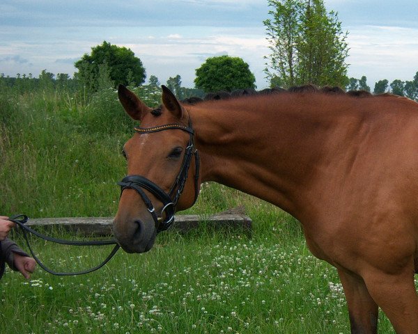 dressage horse Afat (Oldenburg, 2000, from Aquilino)