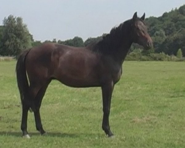 Dressurpferd Diorissimo (Rheinländer, 2010, von Diarado)