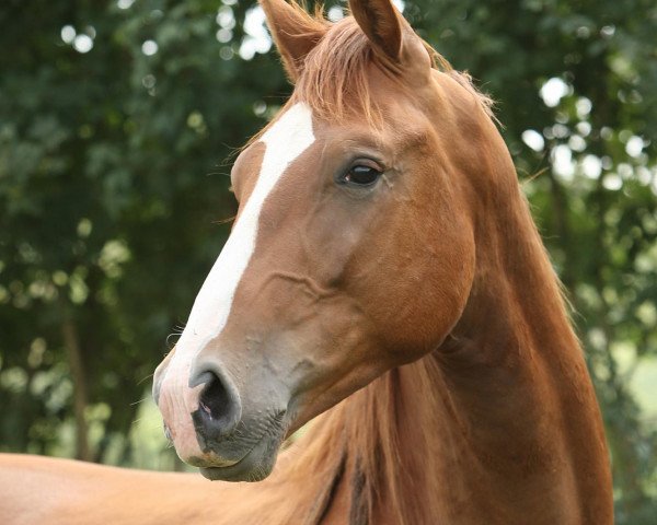 horse Imperial (Rhinelander, 2010, from Imperio 3)