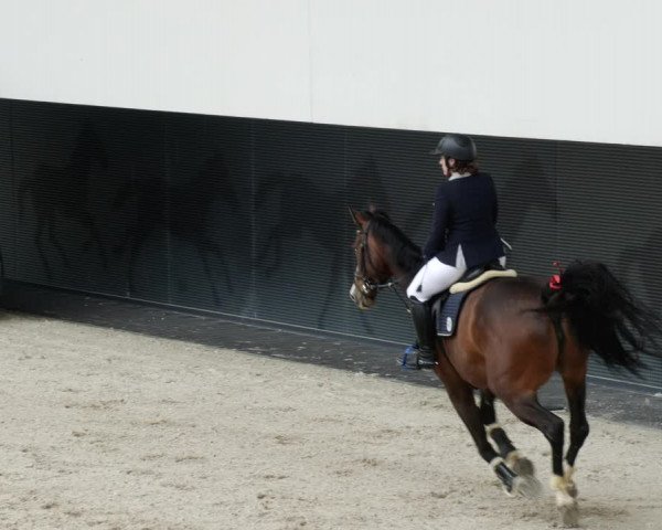 Reitturnier Aachen-Soers 2022