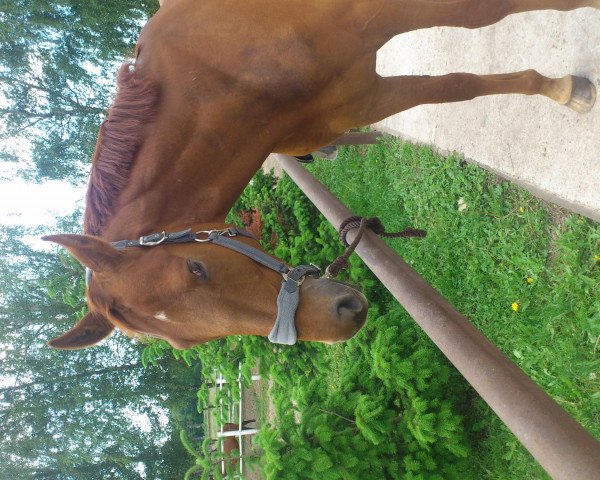 dressage horse Samsonite 9 (German Sport Horse, 2009, from Samba Hit I)
