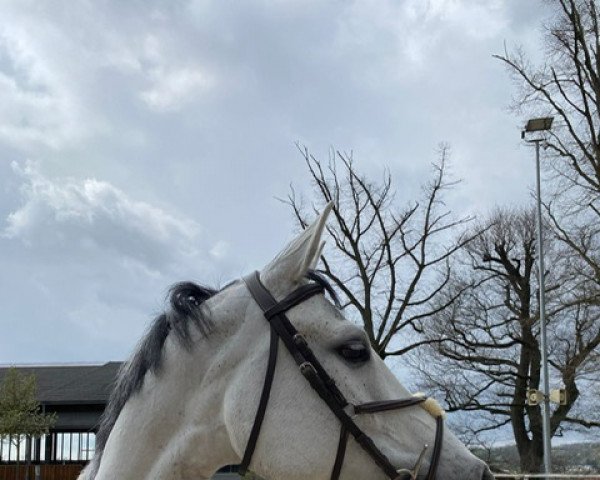 jumper Upgrade to California V&K (Oldenburg show jumper, 2015, from Up To Date)