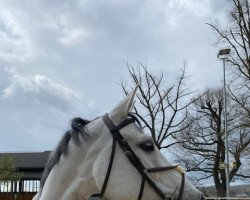 jumper Upgrade to California V&K (Oldenburg show jumper, 2015, from Up To Date)