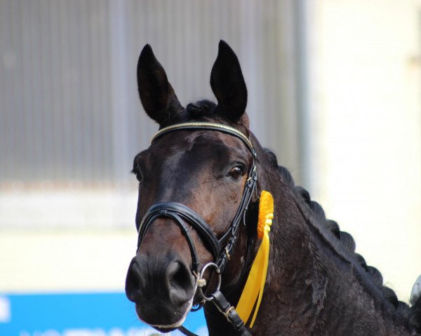 dressage horse Holdbori Hotzenplotz (Westphalian, 2008, from Hofrat)