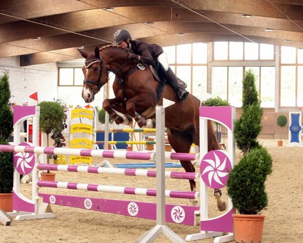 dressage horse Paquita 35 (Hessian Warmblood, 2000, from Paradin)