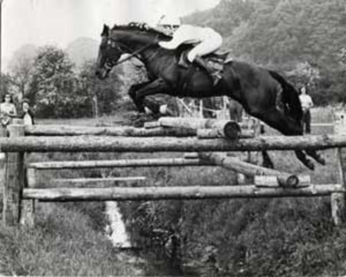 stallion Welton Gameful xx (Thoroughbred, 1961, from Princes Game xx)