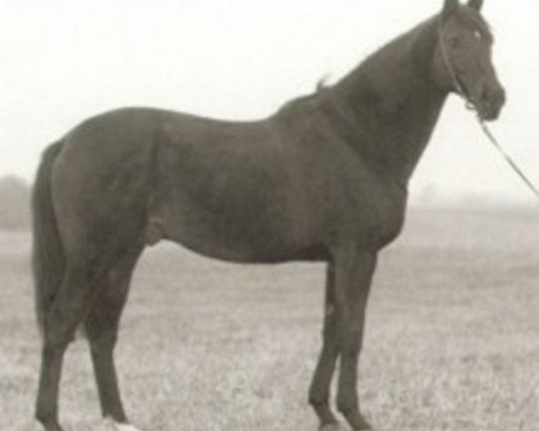 stallion Lane Court xx (Thoroughbred, 1972, from Tamerlane xx)