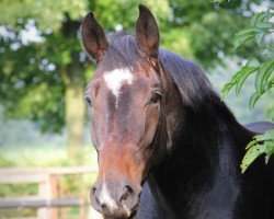 horse Rimero 5 (Hanoverian, 2009, from Rotspon)