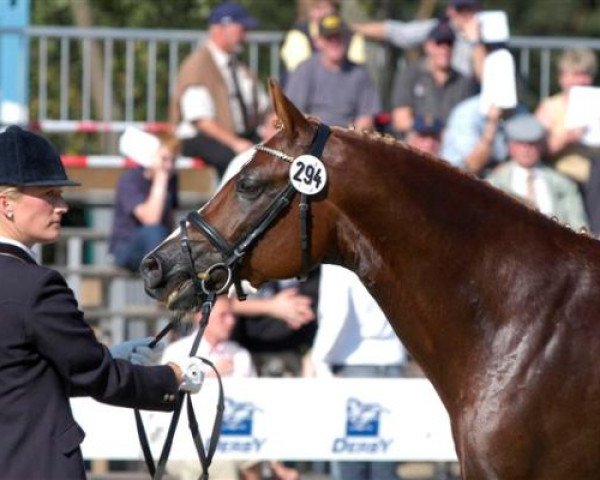 horse Djorby (German Riding Pony, 2000, from Dressman)
