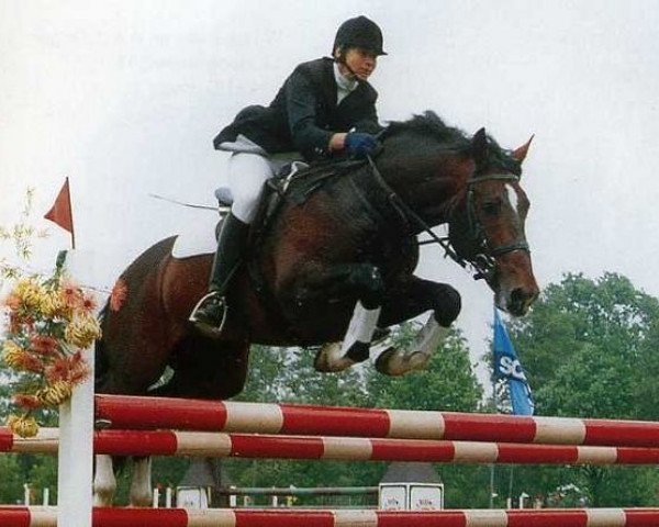 Deckhengst Boston (KWPN (Niederländisches Warmblut), 1983, von Ulft)