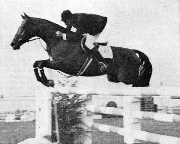 broodmare Caline D AA (Anglo-Arabs, 1955, from Muscadet AA)