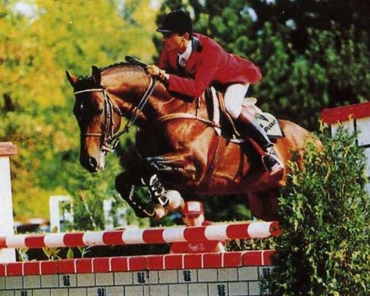 stallion Jalienny AA (Anglo-Arabs, 1975, from Enny AA)