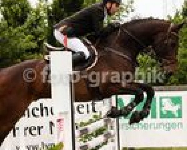 jumper Quintelli (Oldenburg, 2008, from Quidamo)